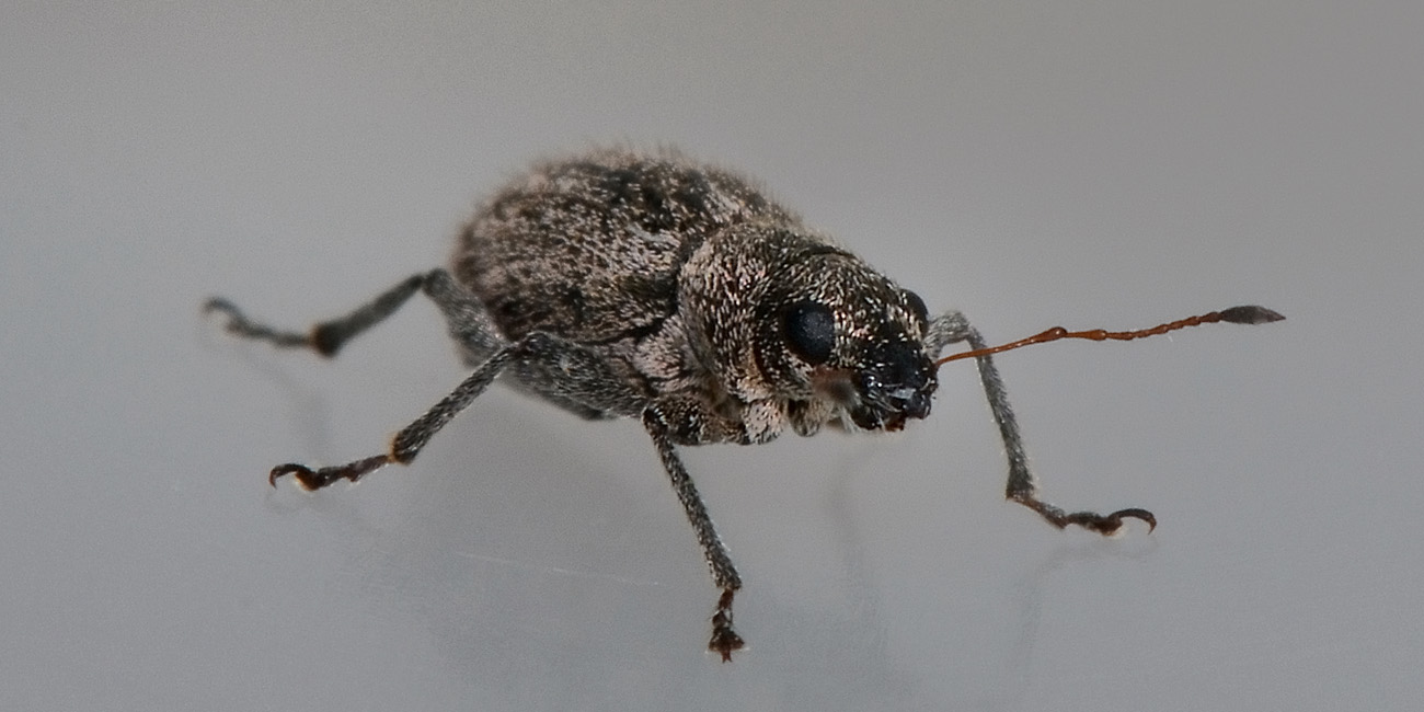 Polydrusus inustus